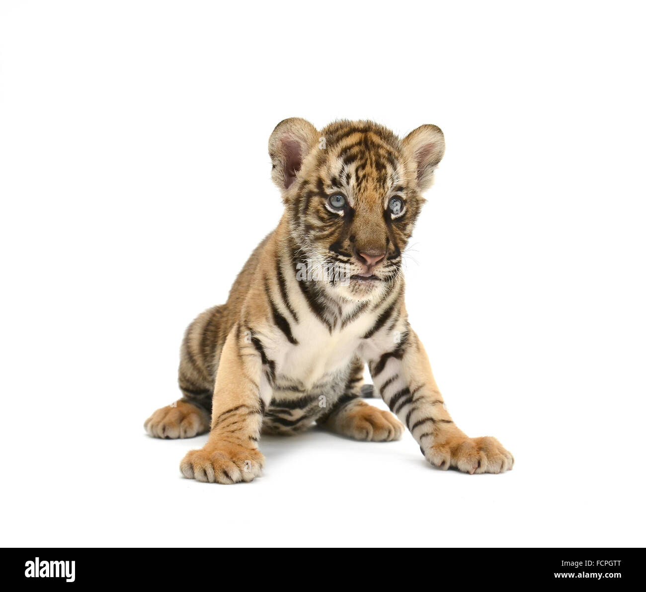 Bebe Tigre De Bengala Aislado Sobre Fondo Blanco Fotografia De Stock Alamy