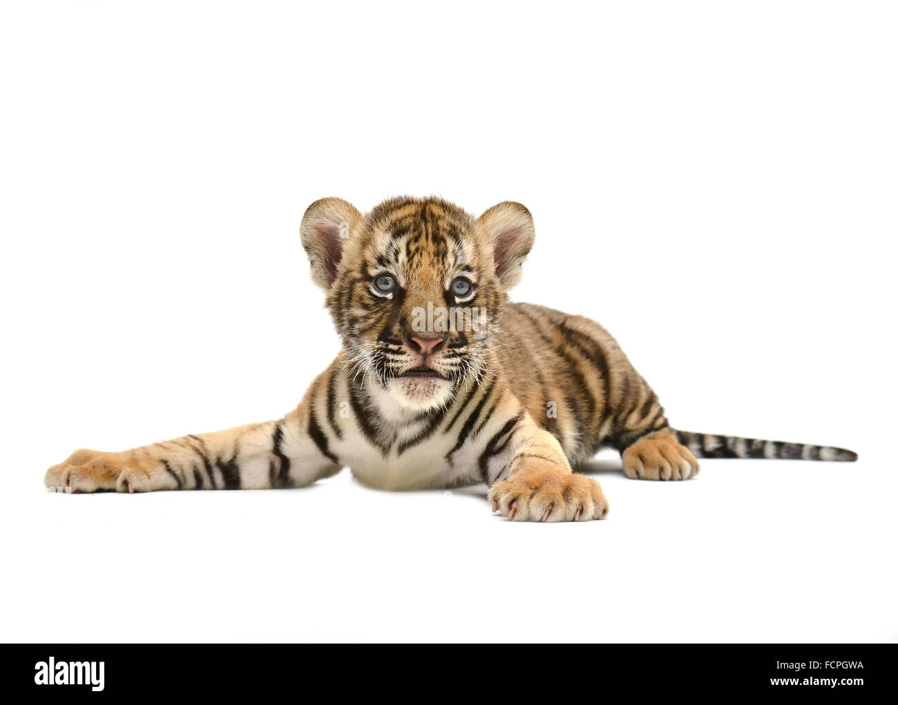 Bebe Tigre De Bengala Aislado Sobre Fondo Blanco Fotografia De Stock Alamy