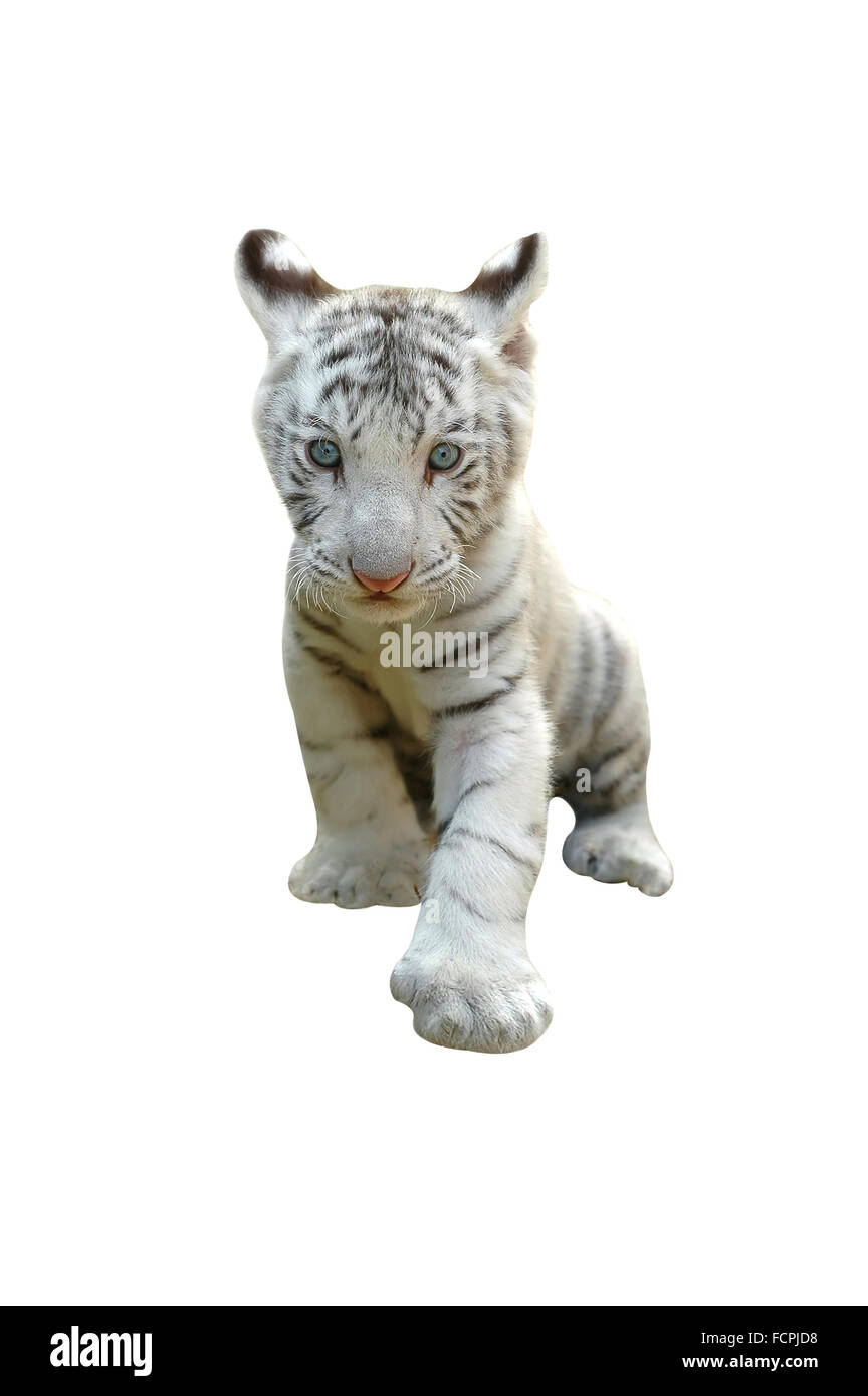 Bebé tigre blanco aislado Foto de stock
