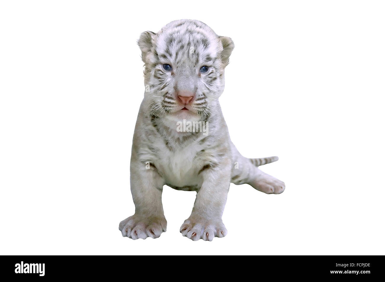 Bebé tigre blanco aislado Foto de stock