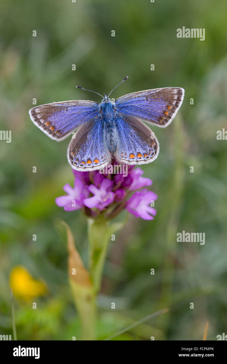 Mariposa Azul común; Polyommatus icarus mujeres solteras en Anglesey Orquídea piramidal; UK Foto de stock