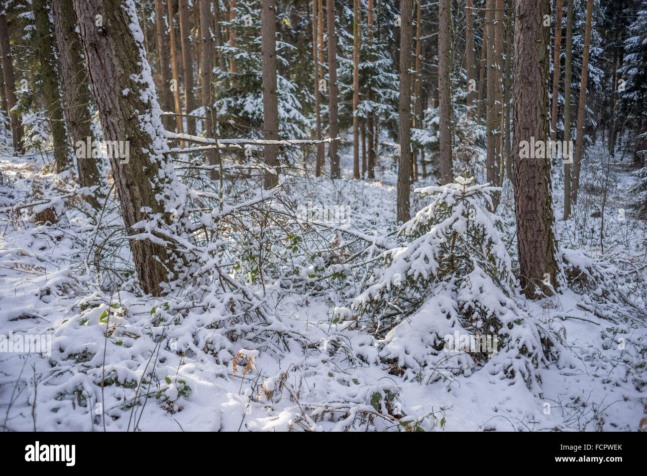Silent chilly winer bosque cubierto con nieve Foto de stock