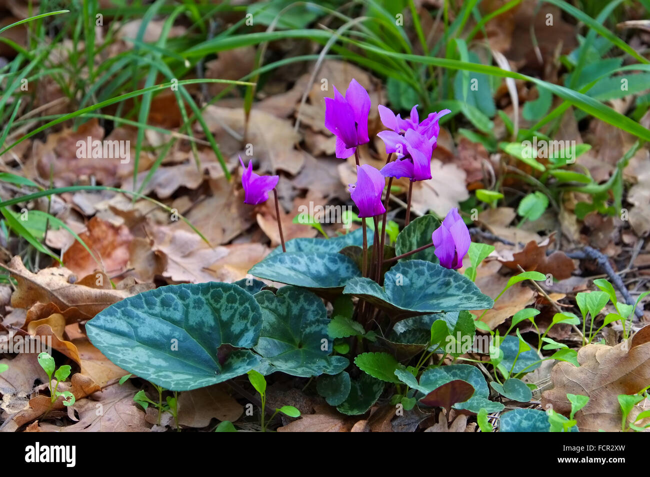 Wildes Alpenveilchen im Wald - wild blooming cyclamen en bosque Foto de stock