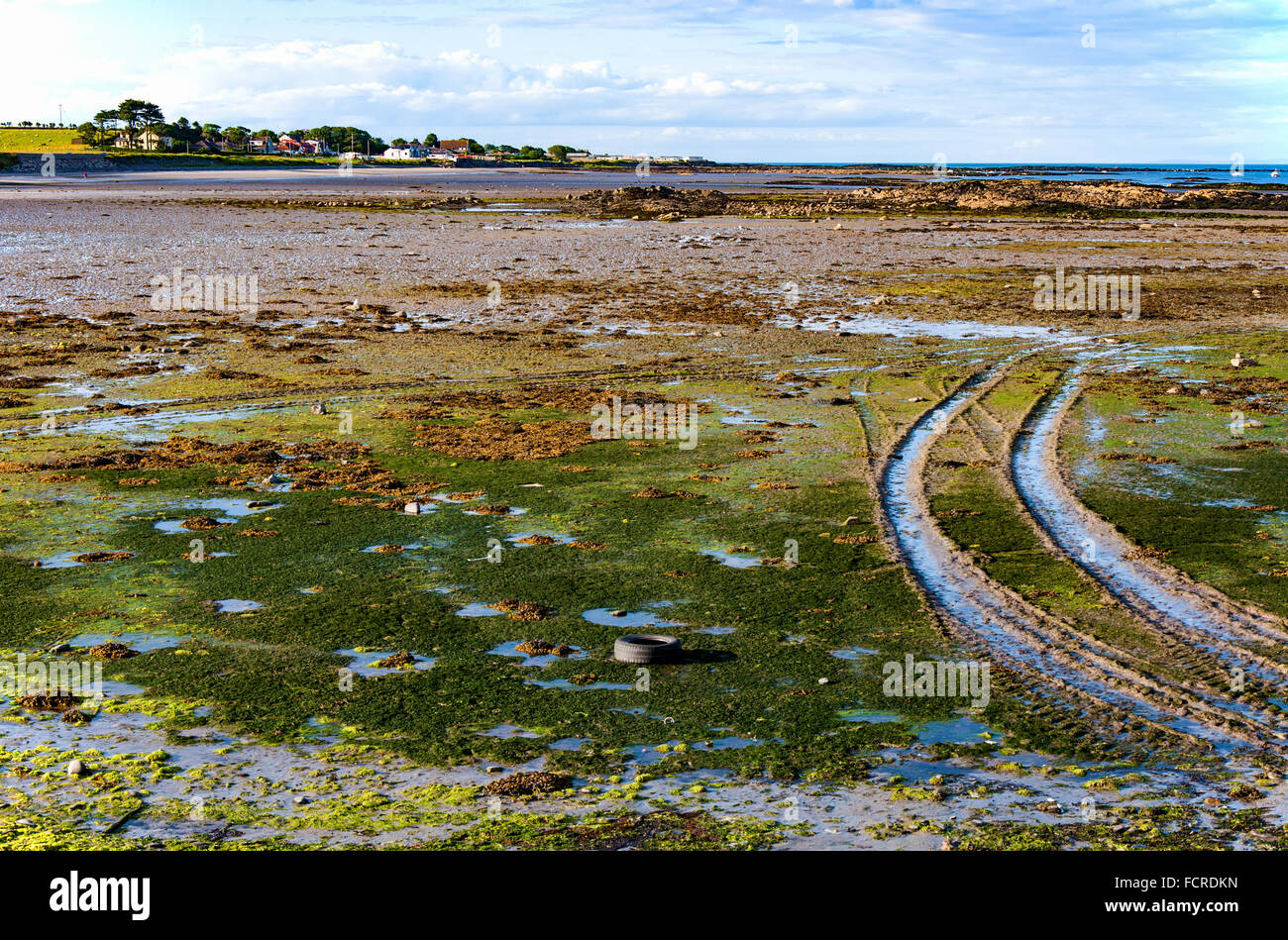 Colorido suelo durante la marea baja en la orilla del Ards Peninsula en Irlanda del Norte en la luz del atardecer Foto de stock