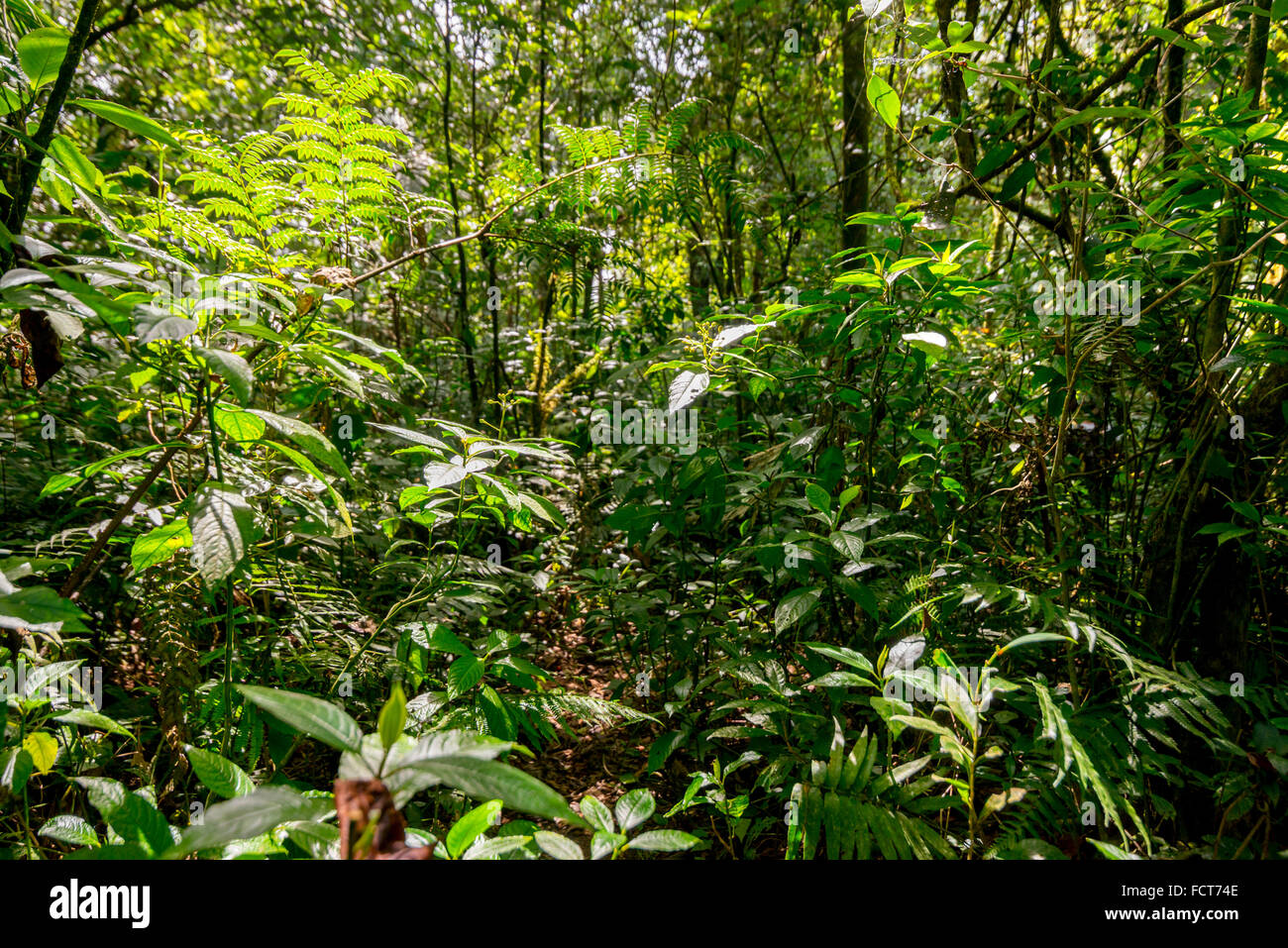 Un sendero cubierto de vegetación secundaria en el Parque Nacional Mount Gede Pangrango en Java Occidental, Indonesia. Foto de stock