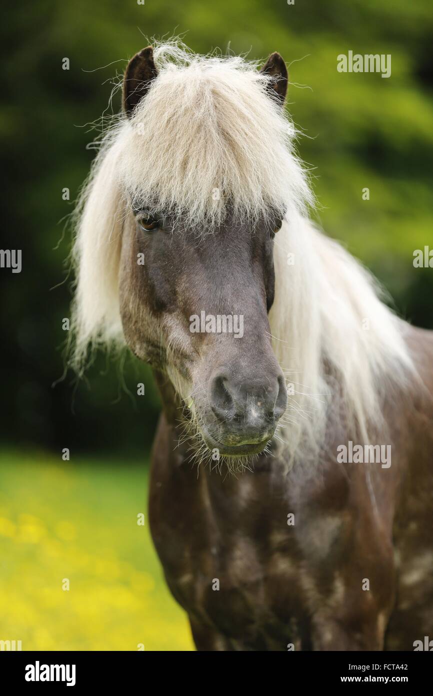 Retrato del caballo islandés Foto de stock