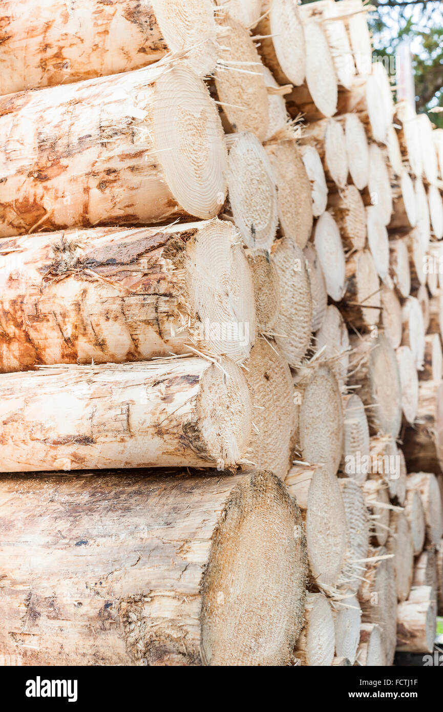 Un montón de troncos apilados troncos de pino. Foto de stock