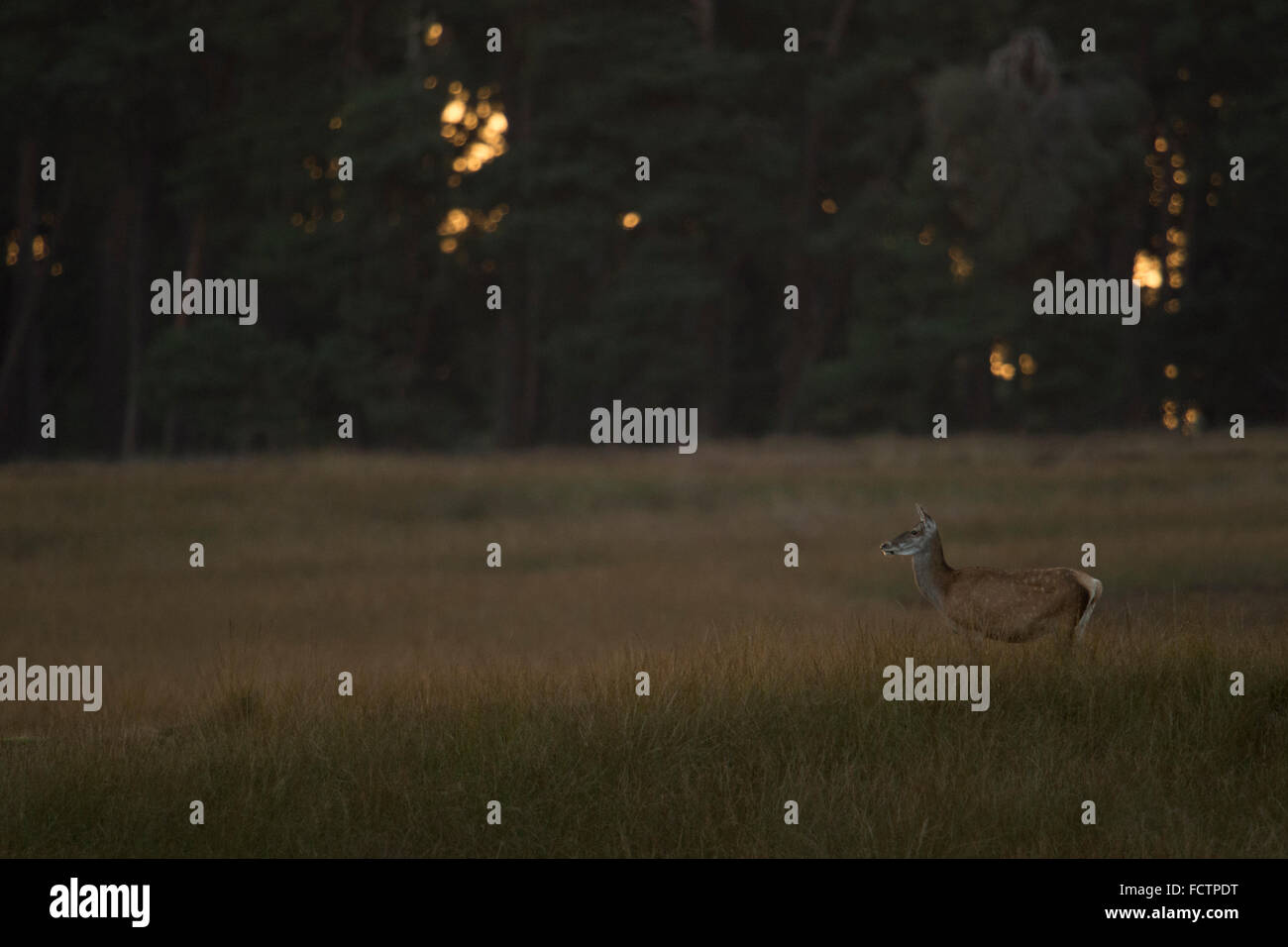 Ciervo rojo (Cervus elaphus ), hind, se erige en praderas abiertas, cerca del borde de un bosque, al atardecer ( Europa ). Foto de stock