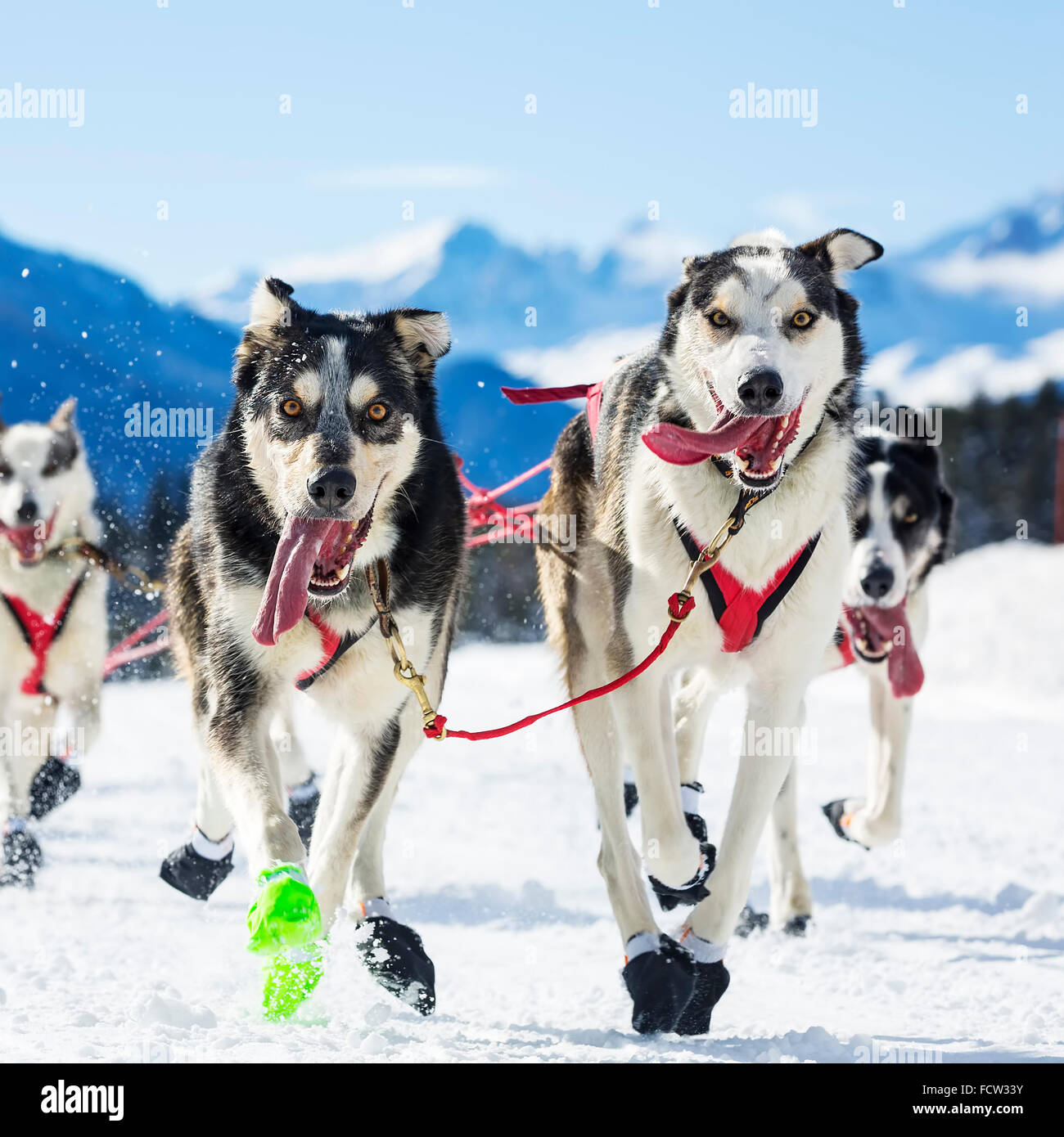 Carrera de perros de trineo sobre la nieve Fotografía de stock - Alamy