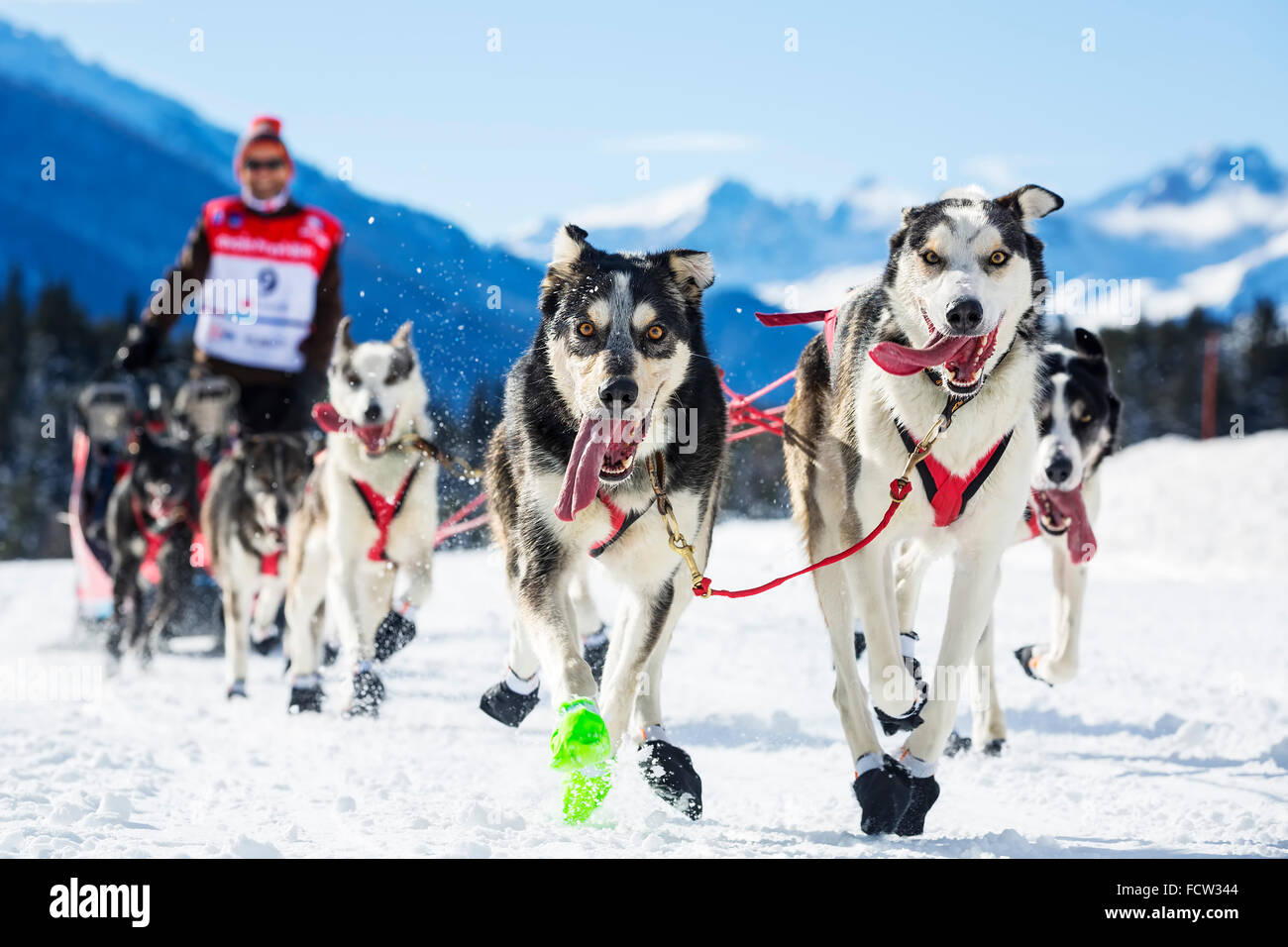 Musher escondiéndose detrás de trineo en carrera de perros de trineo sobre la nieve Foto de stock