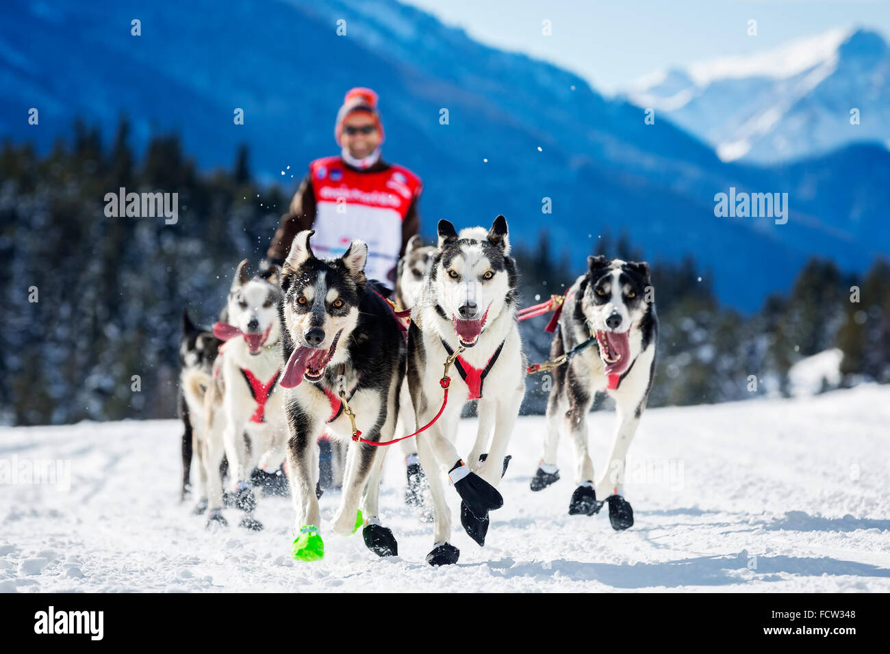 Musher escondiéndose detrás de trineo en carrera de perros de trineo sobre la nieve en invierno Foto de stock