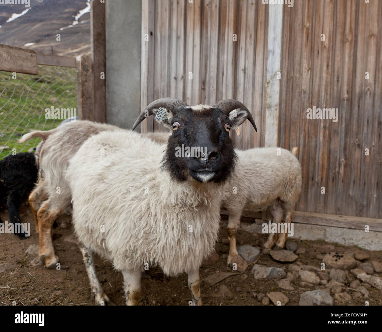 Blanco y negro, oveja, granja Audbrekka Horgardalur valle, Islandia Foto de stock