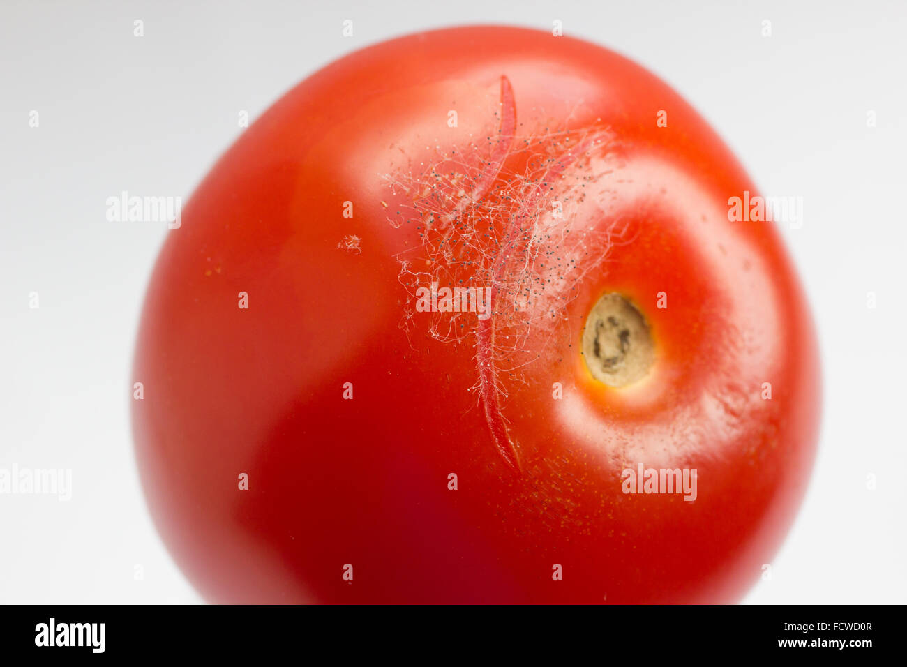 Primer plano de moho en un tomate Foto de stock