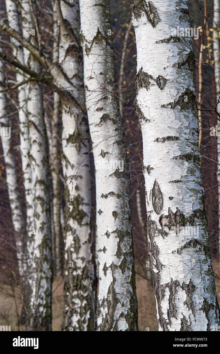 árboles de tronco blanco fotografías e imágenes de alta resolución - Alamy