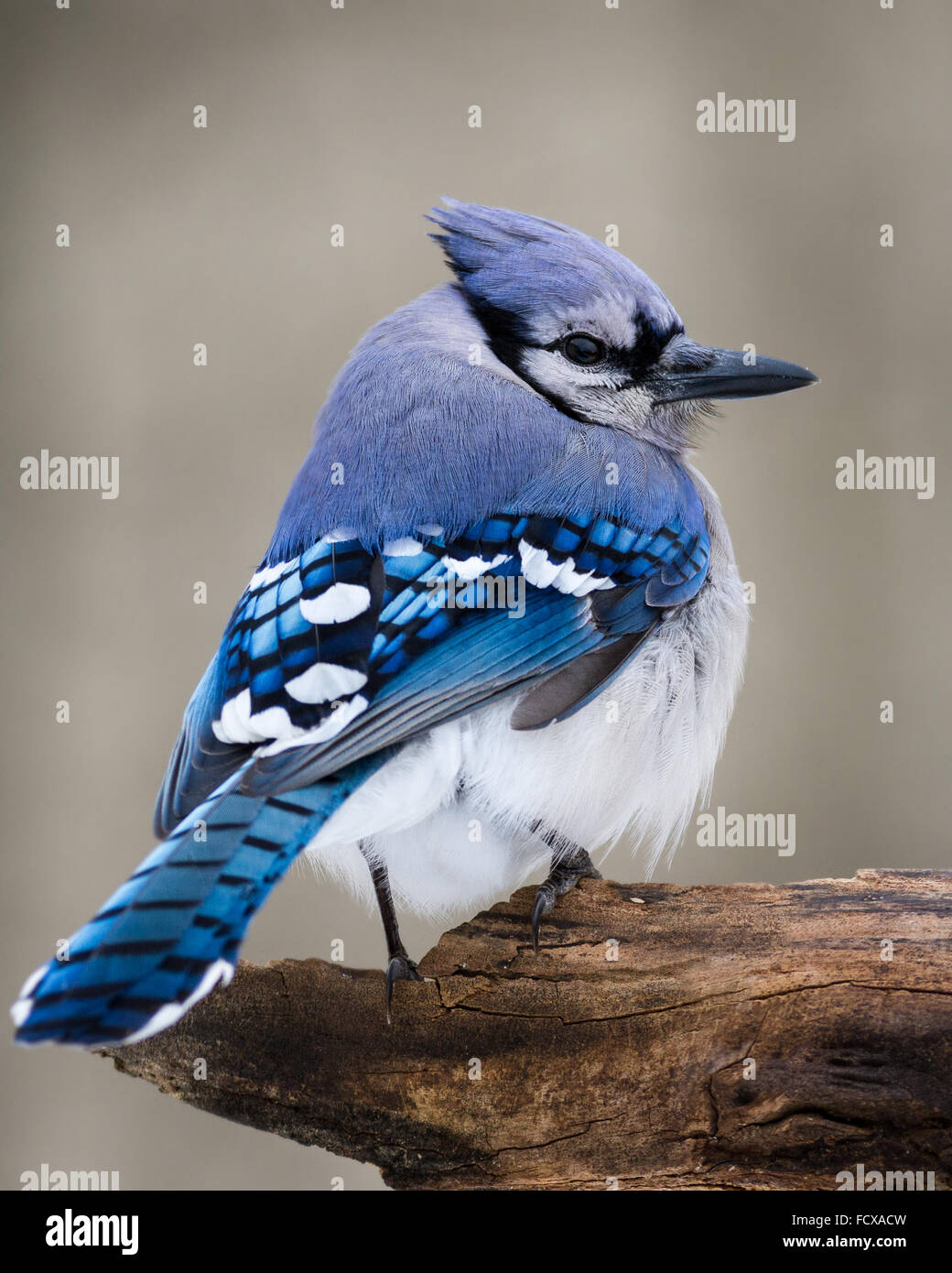 Un Blue Jay encaramado en un frío día de invierno. Foto de stock
