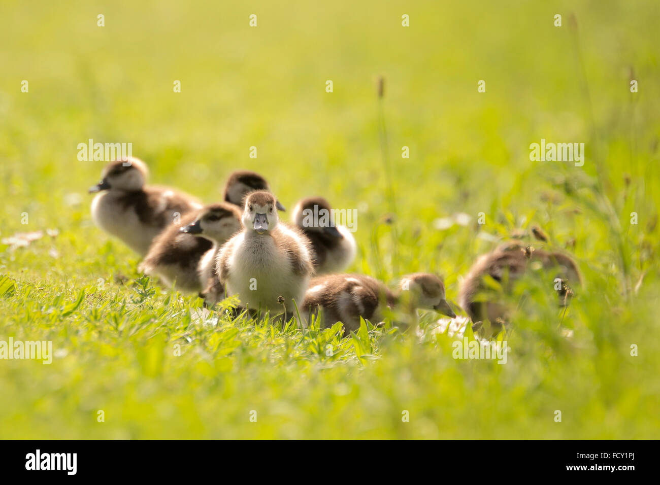 Grupo de ganso egipcio (Alopochen aegyptiacus) polluelos explorar el mundo y caminar un prado con flores blancas sobre la backgr Foto de stock