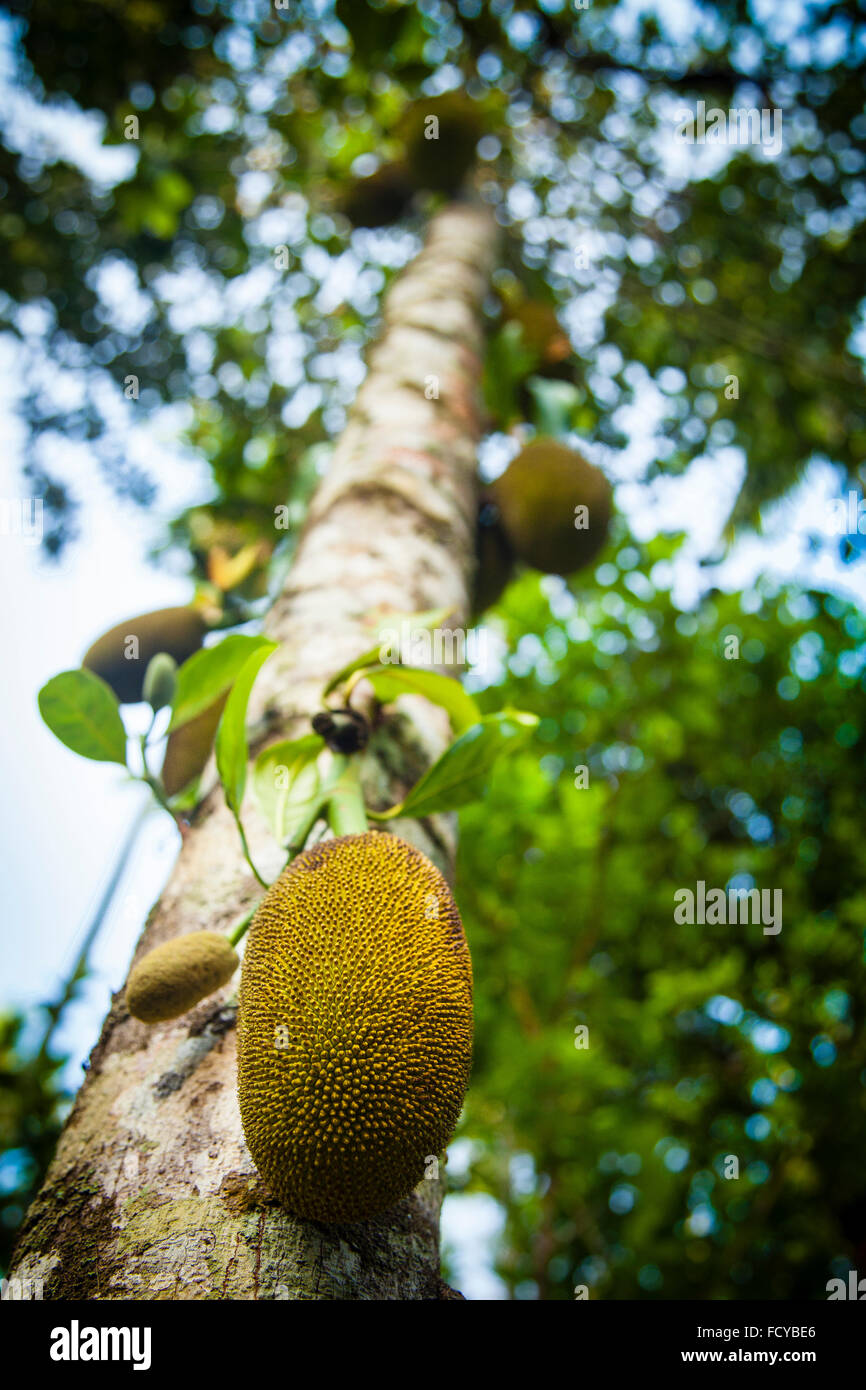 Jack fruta, Wild Jack, jack de fruta en un árbol de fruta, fruta, jack