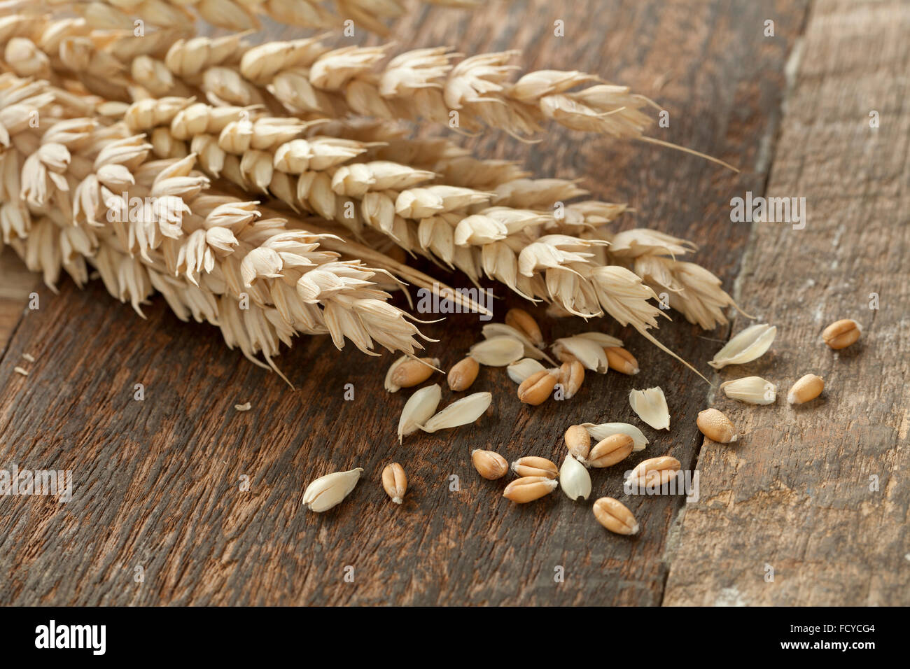 Espigas de trigo, trigo seco. foto de Stock, espigas de trigo secas