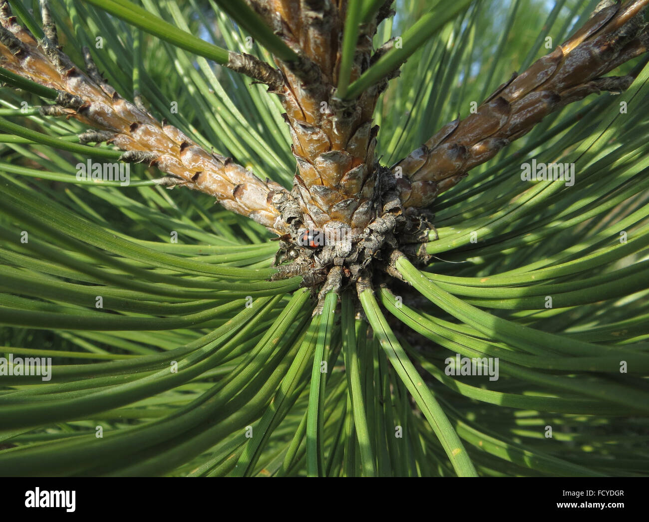 Mariquita (Exochomus pino 4-pustulatus) en la rama de pino austríaco (Pinus nigra) Foto de stock