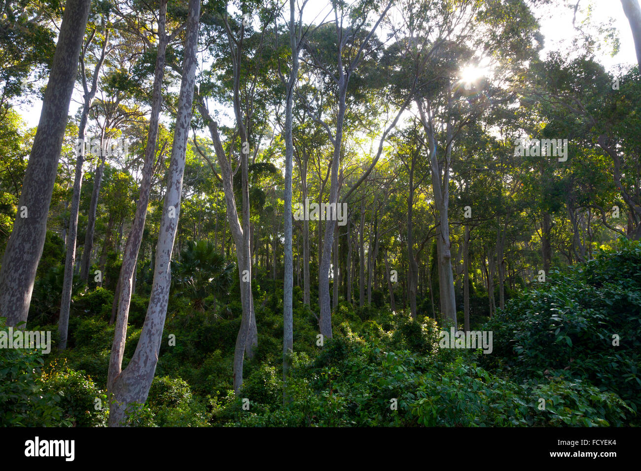 Árboles de eucalipto en Nueva Gales del Sur, Australia Foto de stock