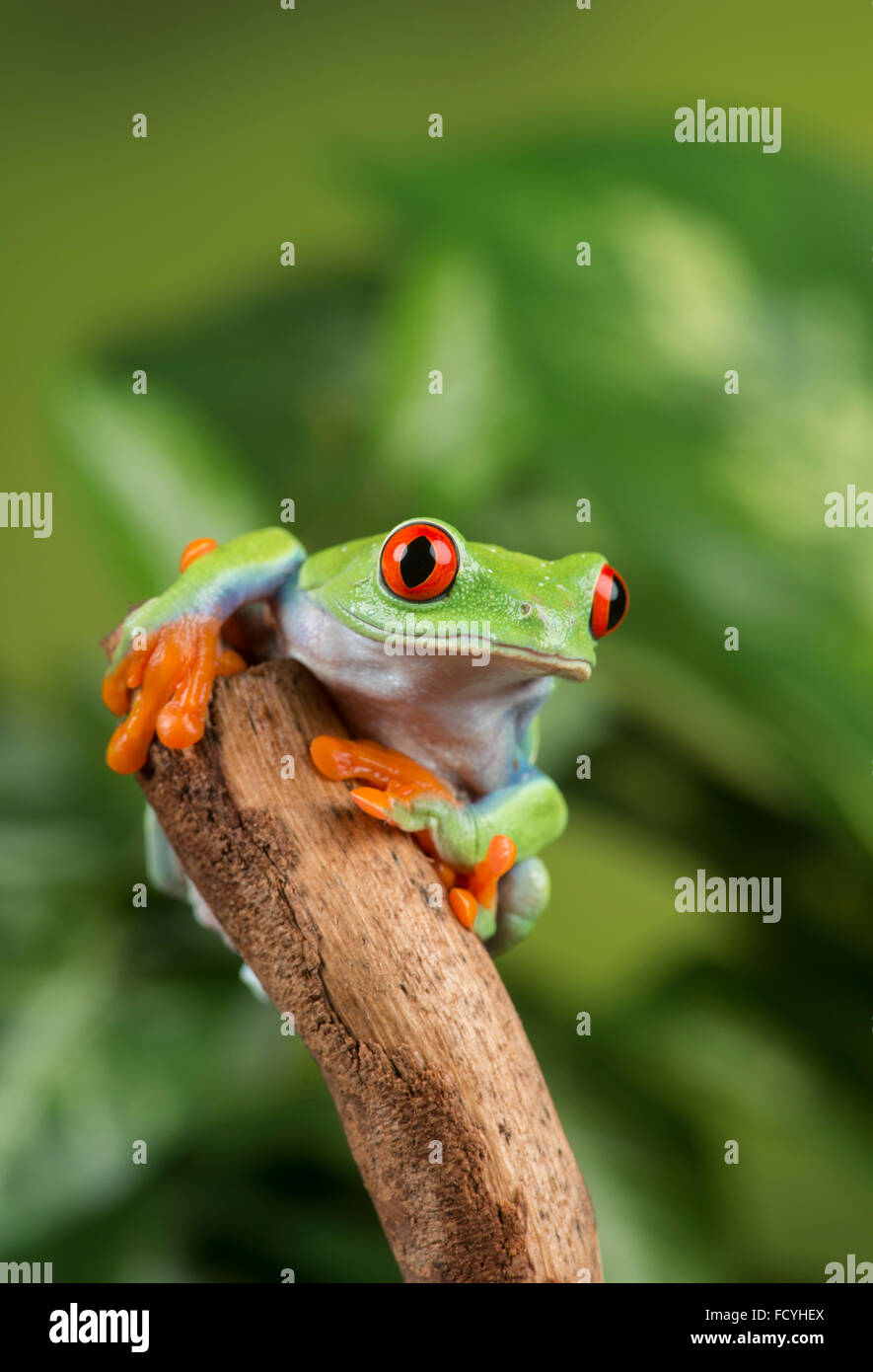 Red-Eyed Tree Frog (Agalychnis callidryas). Controlado, studio Foto de stock