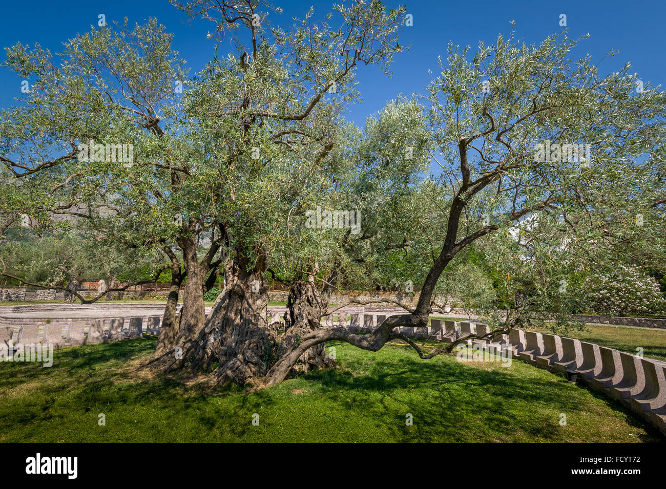 Olivo mas antiguo fotografías e imágenes de alta resolución Alamy
