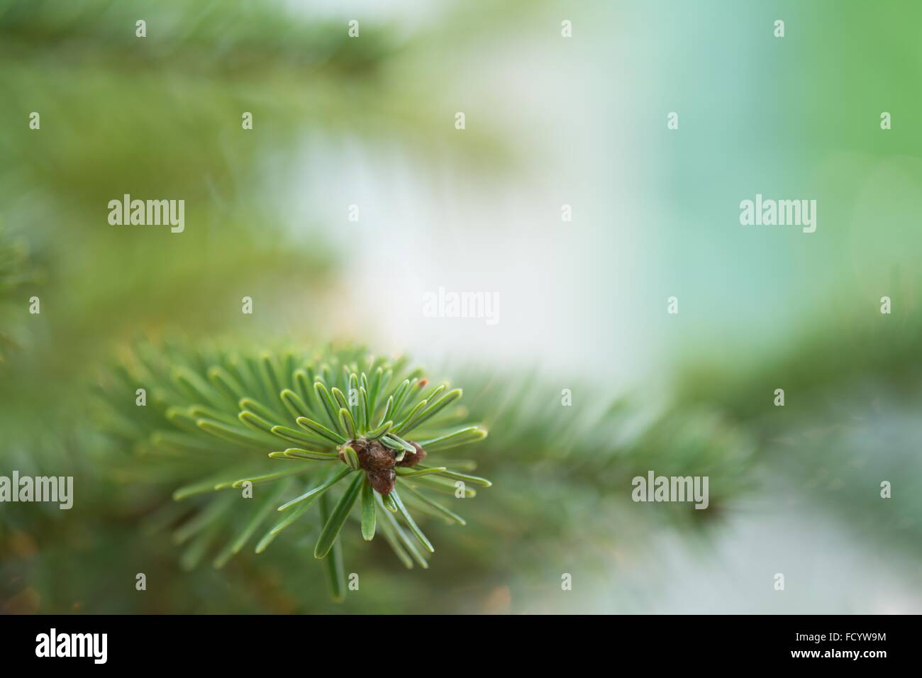 Soft Focus verde fresco cerca de pino con espacio de copia Foto de stock