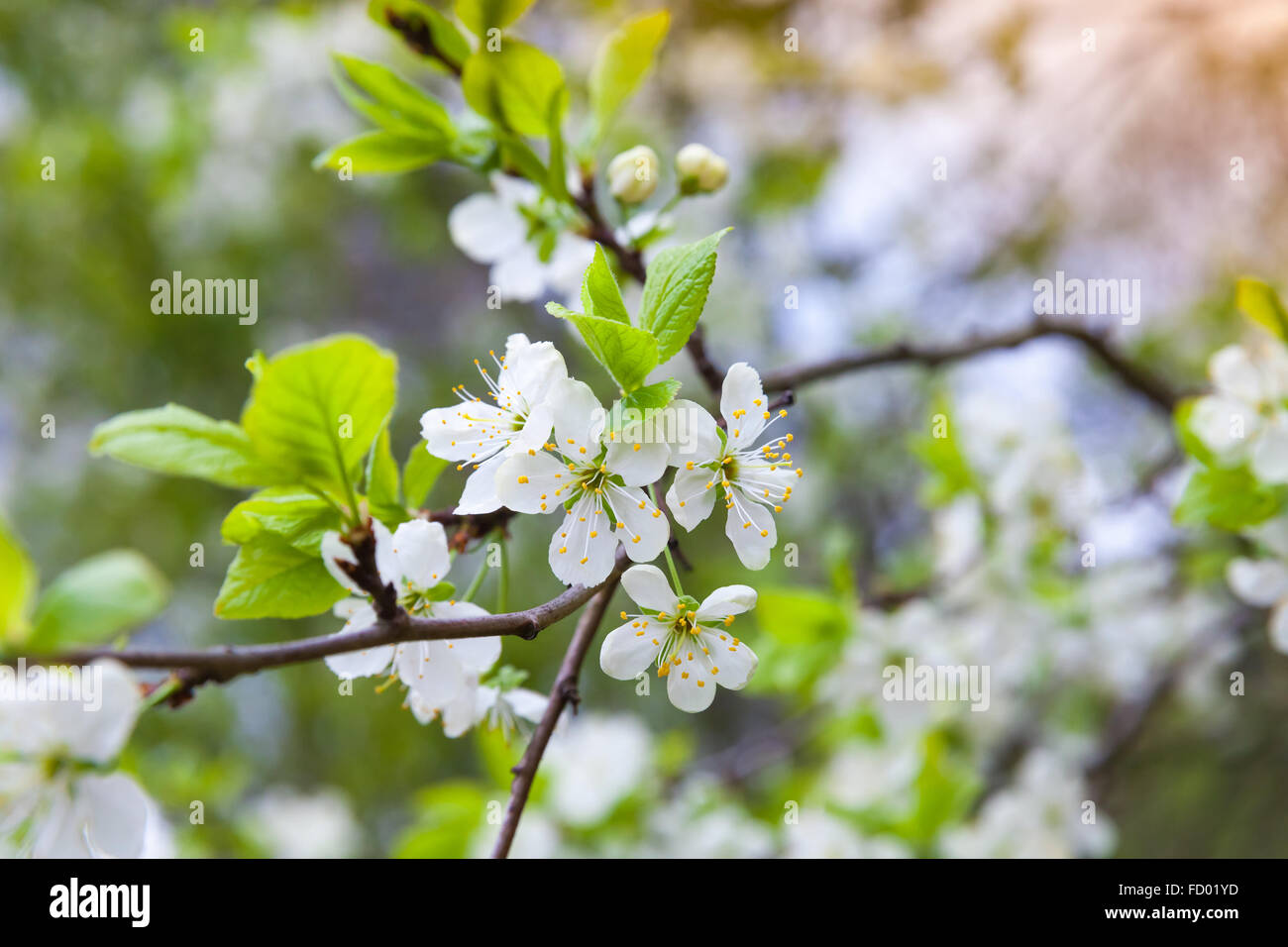 Apple rama de árbol con flores blancas en spring garden, cerca de la foto con el enfoque selectivo Foto de stock