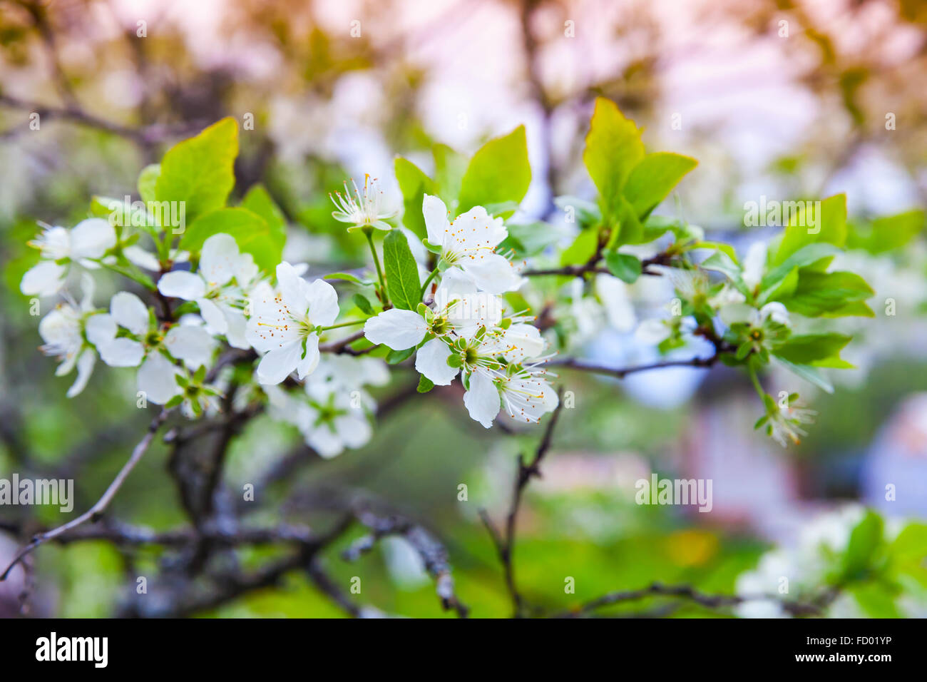 Apple rama de árbol con flores blancas en spring garden, cerca de foto con el enfoque selectivo Foto de stock