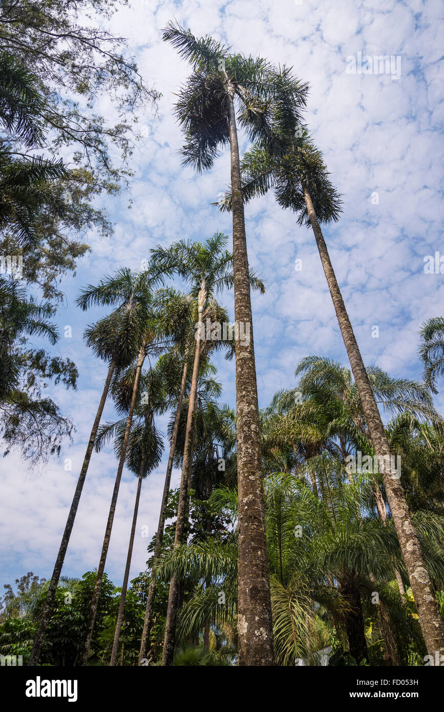Palm Lucuba Inhotim, Dypsis madagascariensis, jardín botánico y museo de  arte contemporáneo, Belo Horizonte, Minas Gerais, Brasil Fotografía de  stock - Alamy