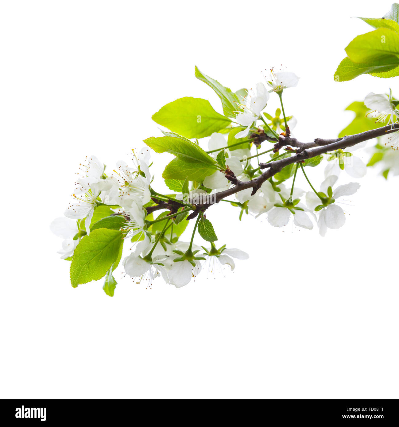 Apple rama de árbol con flores blancas sobre fondo blanco aisladas, cuadrado foto con el enfoque selectivo Foto de stock