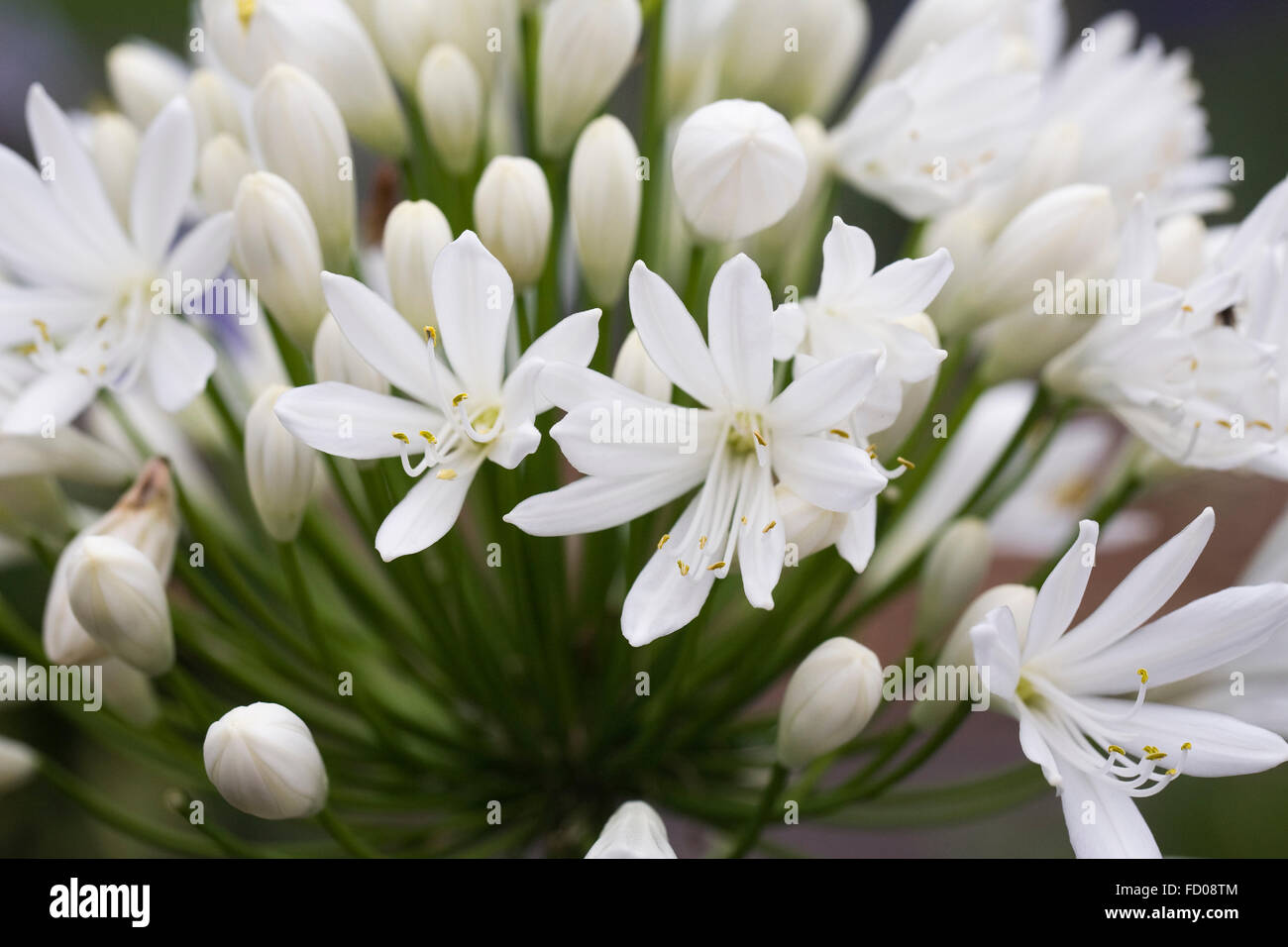 Agapanthus white flower flowers fotografías e imágenes de alta resolución -  Alamy