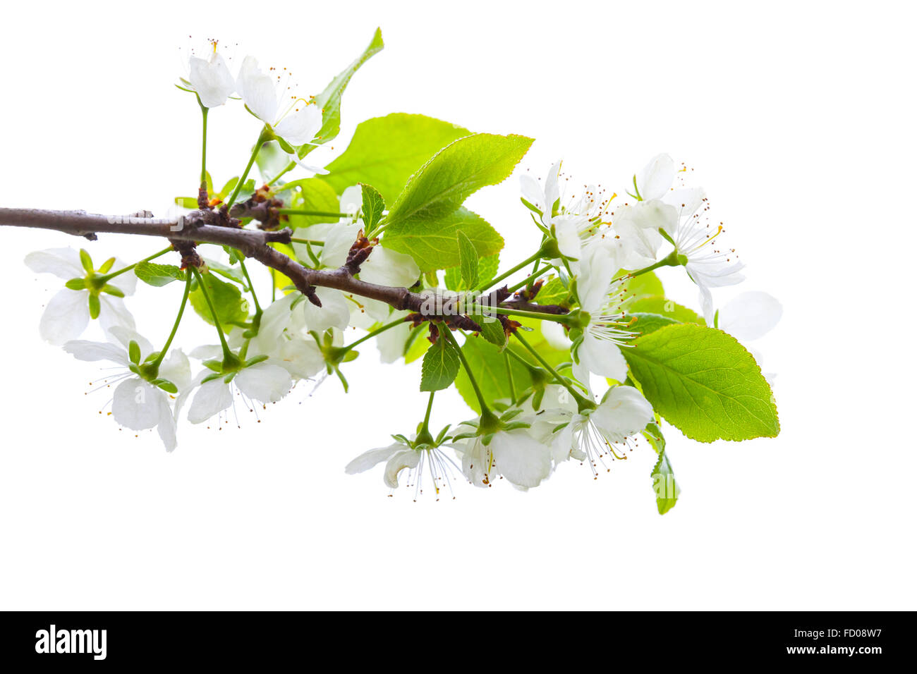 Apple rama de árbol con flores blancas aisladas sobre fondo blanco. Foto de stock