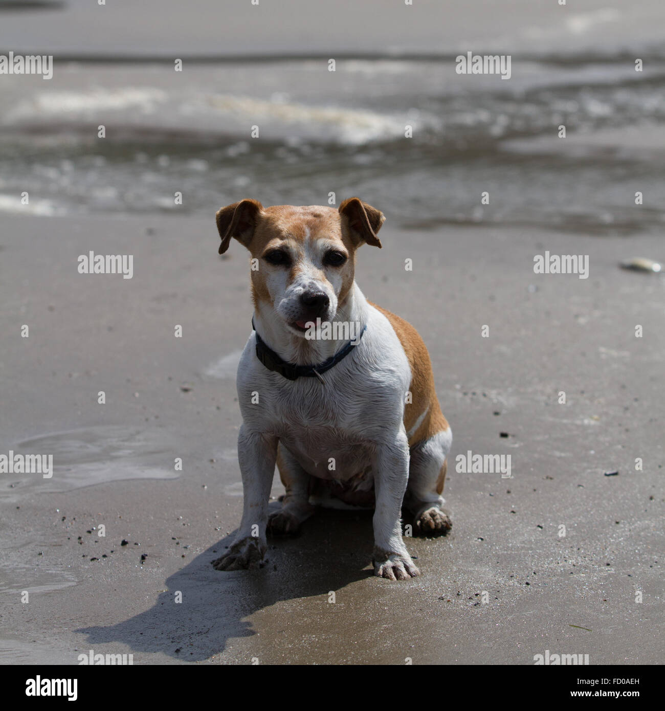 Pippa el Jack Russell plantea en la playa. Foto de stock