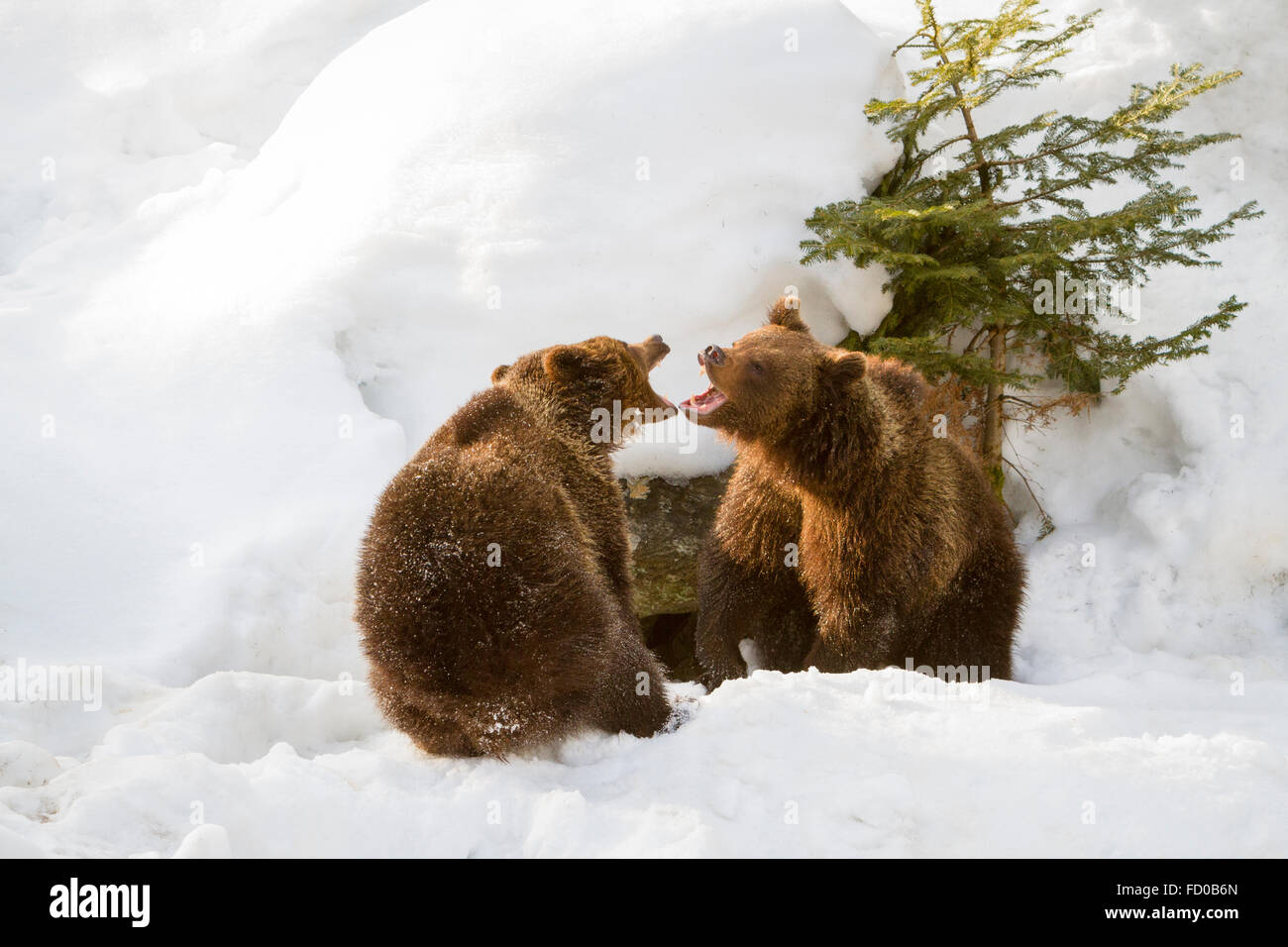 Dos años cub Euroasiática de oso pardo (Ursus arctos arctos) jugando en la nieve en invierno, el Parque Nacional del Bosque Bávaro Foto de stock