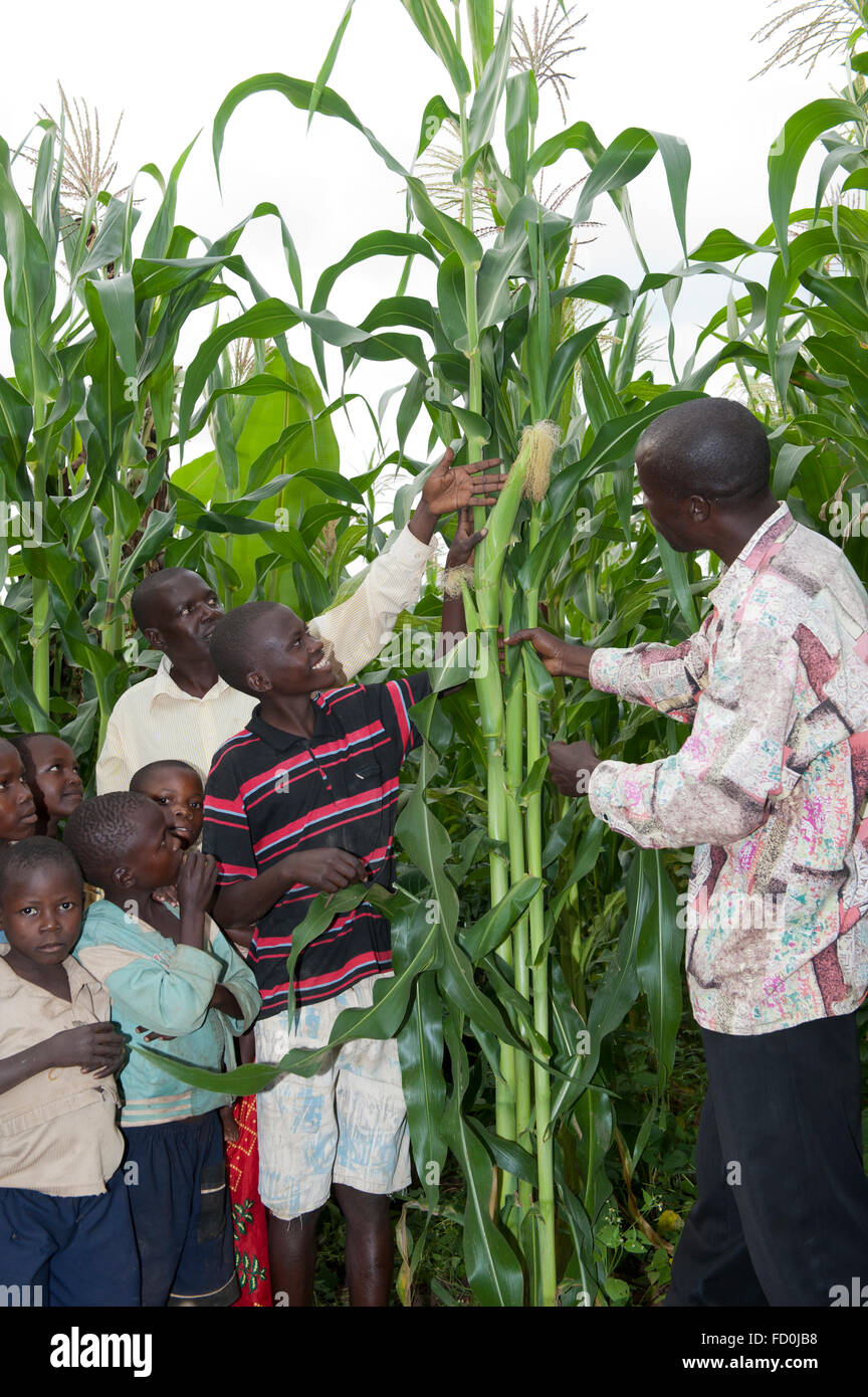 Experto Agrícola enseñando a un agricultor y su familia acerca de cómo cultivar cosechas sanas, Uganda. Foto de stock