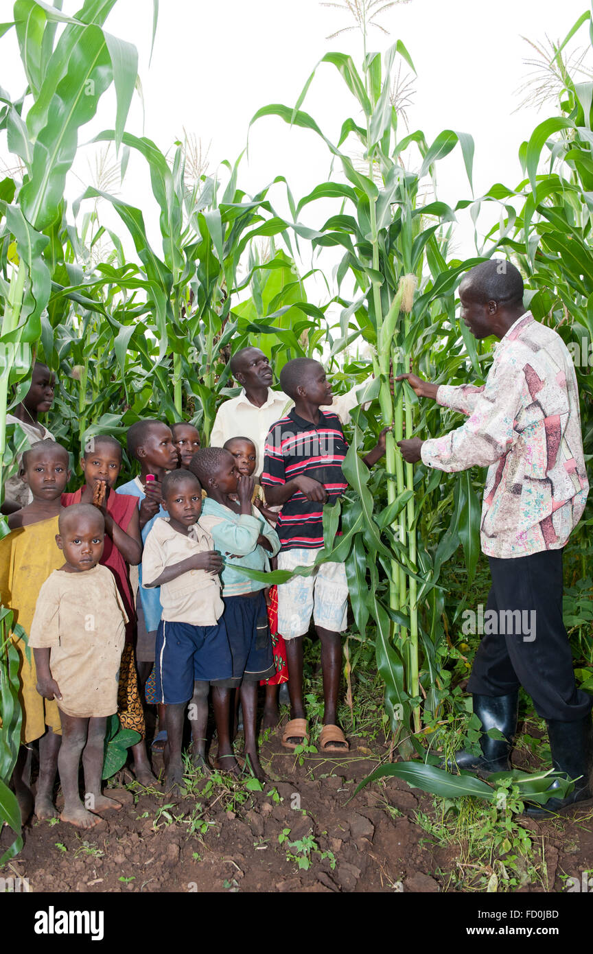 Experto Agrícola enseñando a un agricultor y su familia acerca de cómo cultivar cosechas sanas, Uganda. Foto de stock