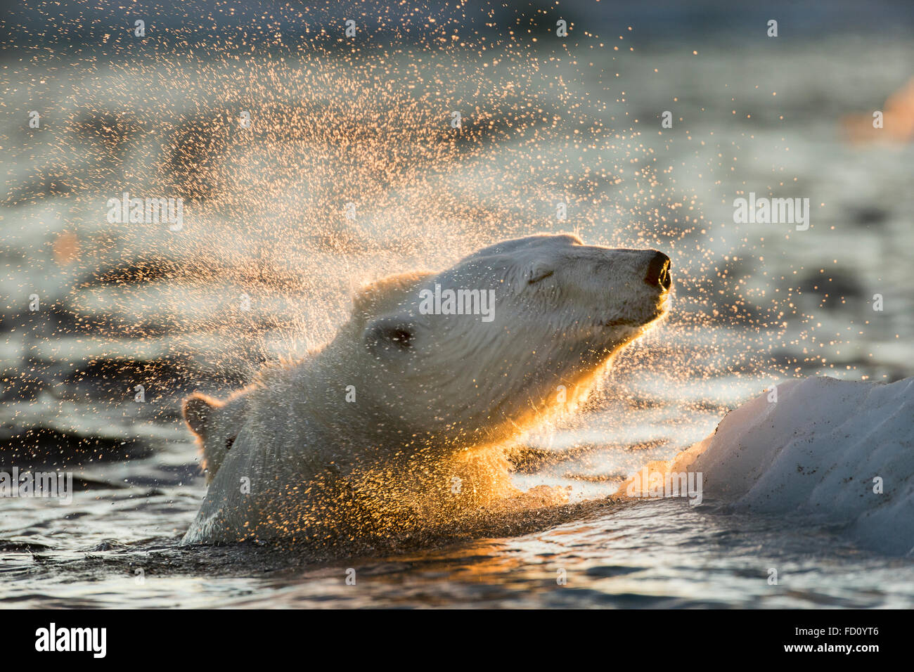 Canadá, Territorio de Nunavut, Bahía Repulse, el oso polar (Ursus maritimus) sacude el agua desde el barco mientras nadan en el mar de hielo cerca de H Foto de stock