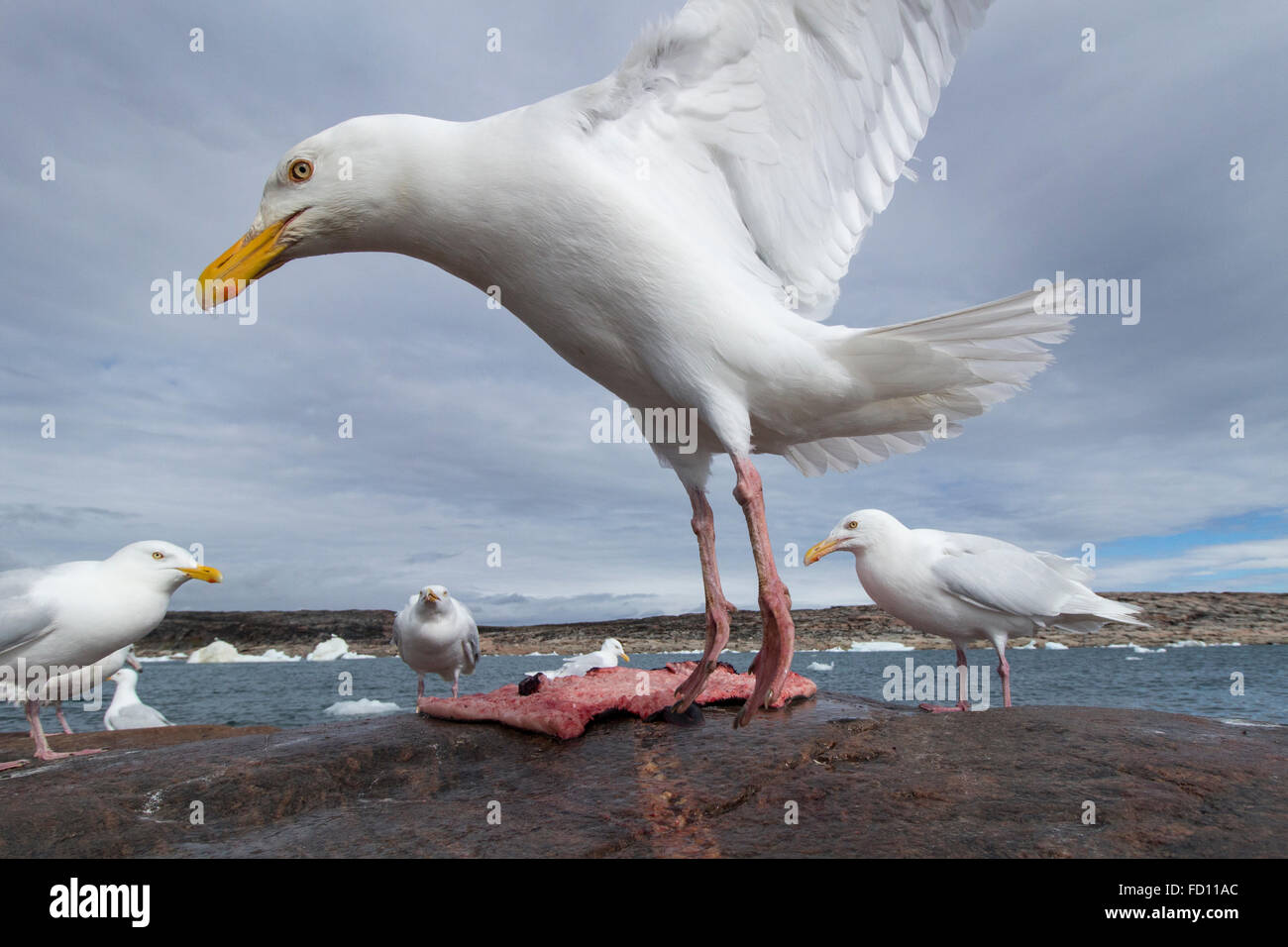 Canadá, Territorio de Nunavut, Bahía Repulse, Glaucas ala de gaviota (Larus glaucescens) alimentándose de restos de junta barbudo asesinados por I Foto de stock