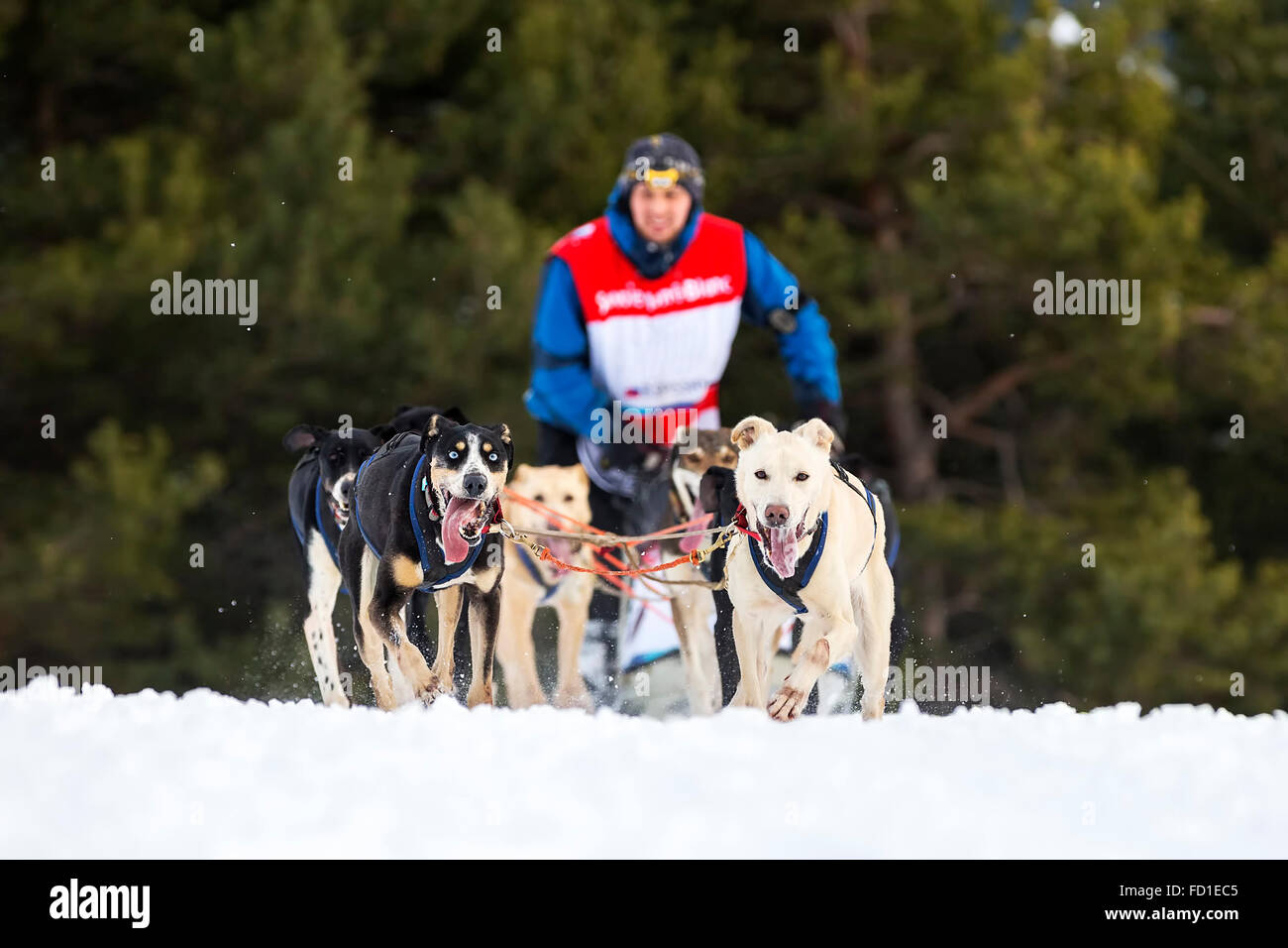 Vista horizontal de la carrera de perros de trineo sobre la nieve en Francia Foto de stock