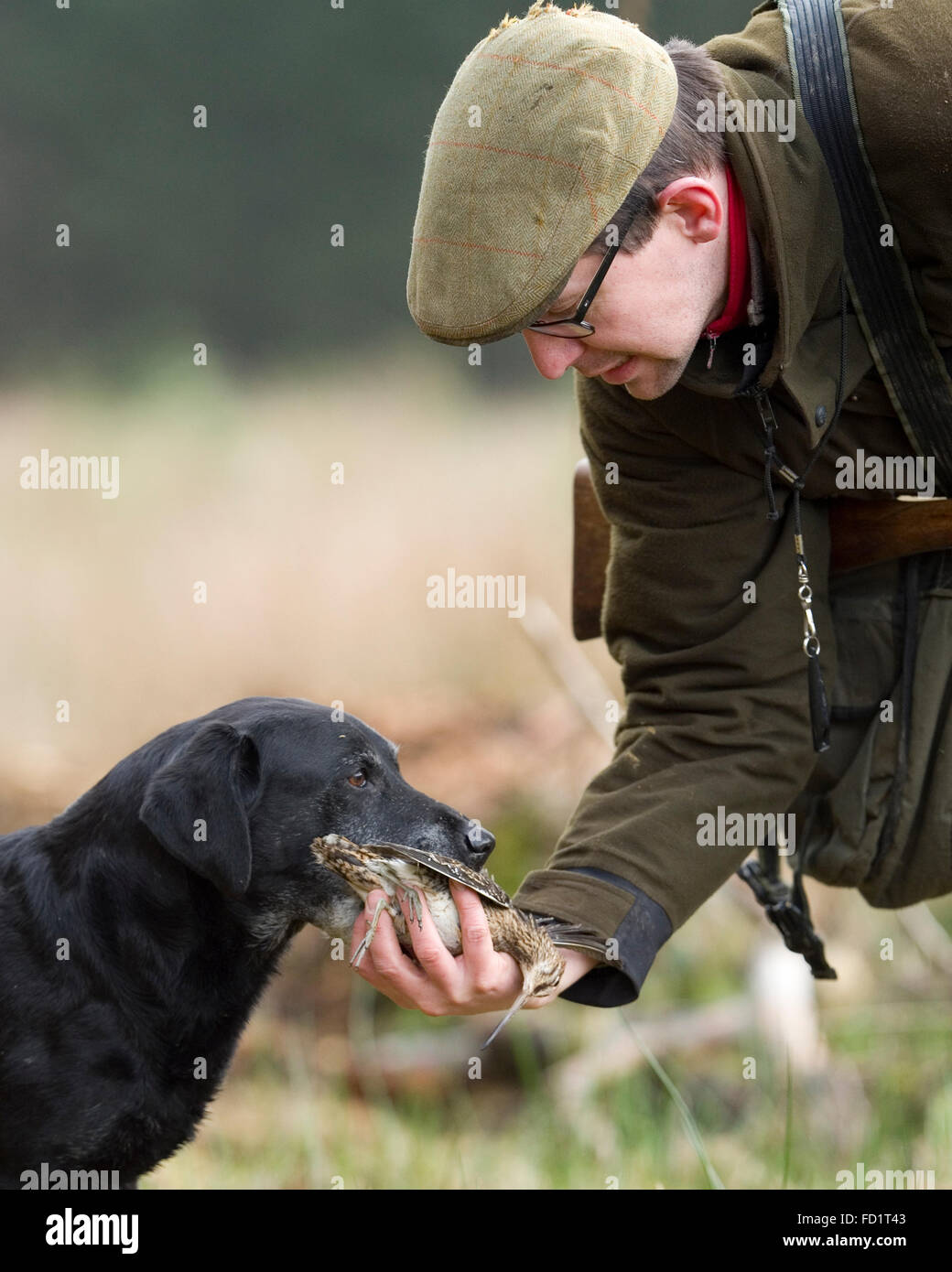 Labrador retriever recuperando un snipe Foto de stock