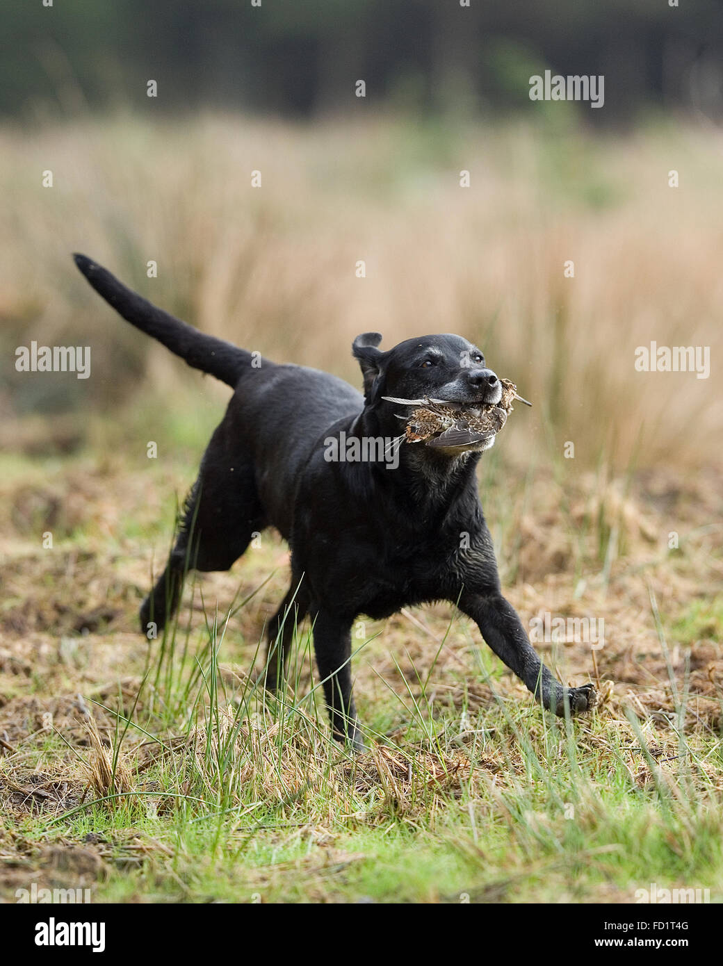 Labrador retriever recuperando un snipe Foto de stock
