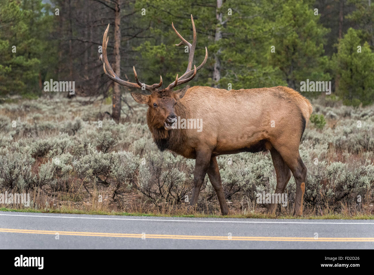 También se denominan wapiti Elk, una palabra nativa americana que significa "luz-color ciervo." Elk están relacionados a ciervos, pero son mucho más grandes Foto de stock