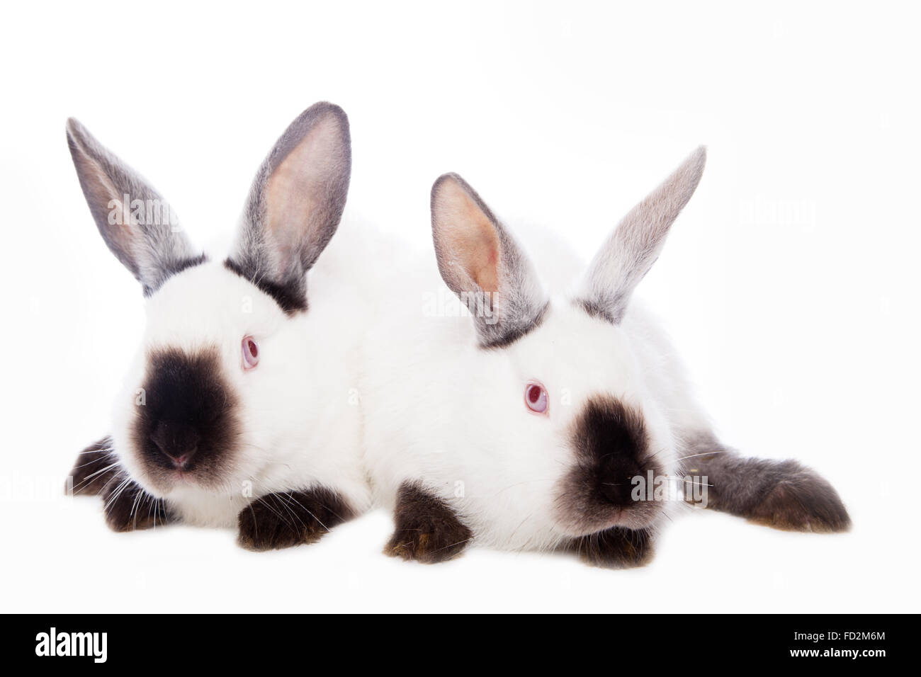 Lindos conejos Foto de stock