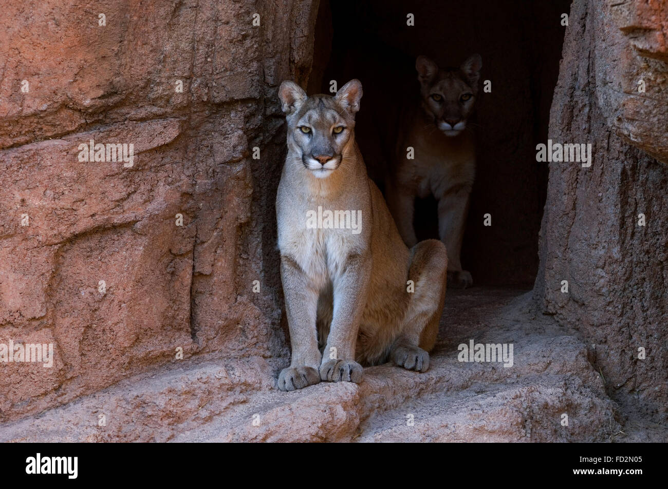 Pumas fotografías e imágenes de alta resolución - Alamy