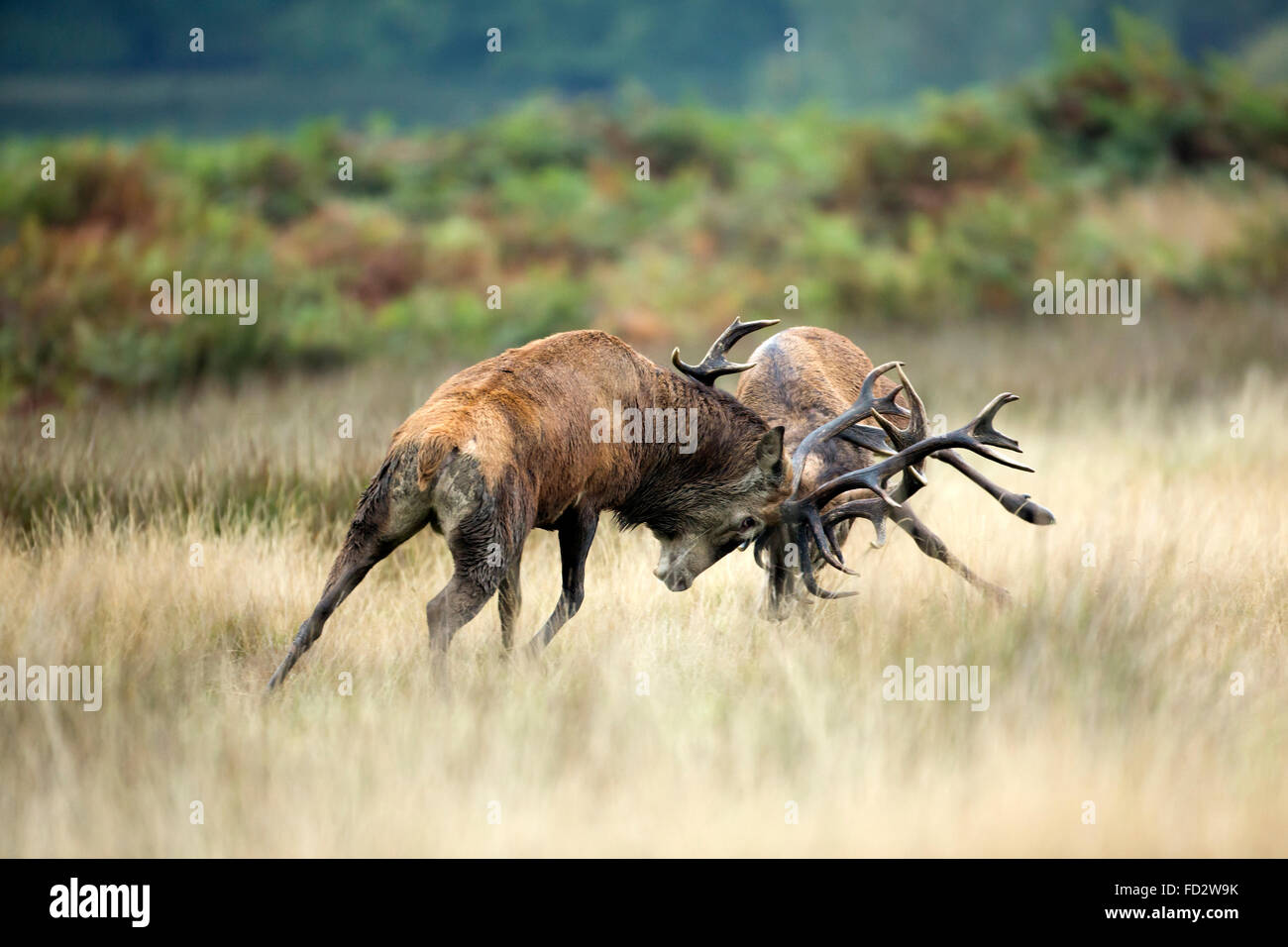 Ciervo rojo (Cervus elaphus) ciervos battlingduring la temporada de celo Foto de stock