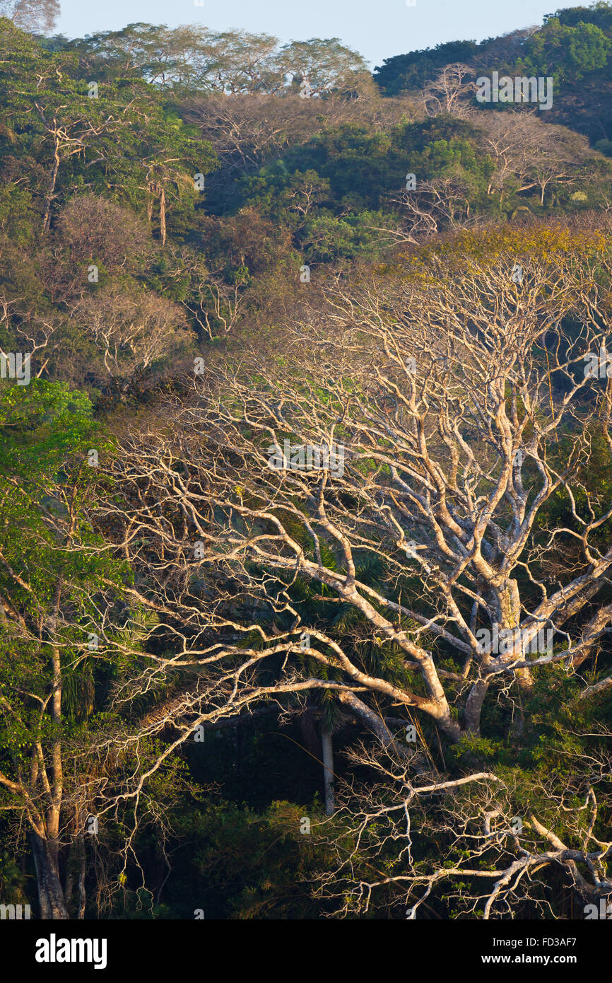 Bosque de Lluvia en la temporada seca, en el Parque nacional Soberanía, República de Panamá. Foto de stock