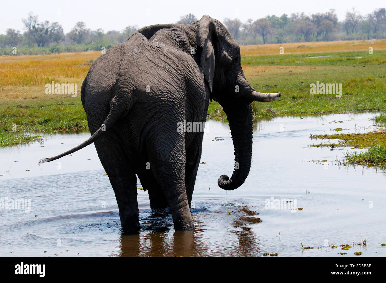 Bush africano elefantes son nuestros mayores que viven los animales