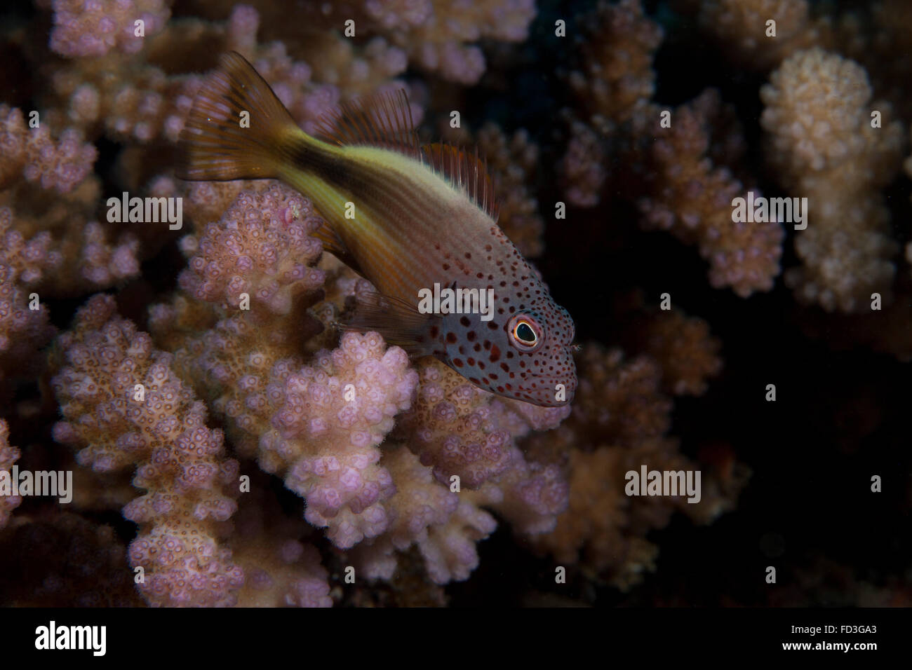 (Paracirrhites Freakled hawkfish forsteri) se asienta en algunos Acropora sobre un arrecife de coral de Fiji. Foto de stock