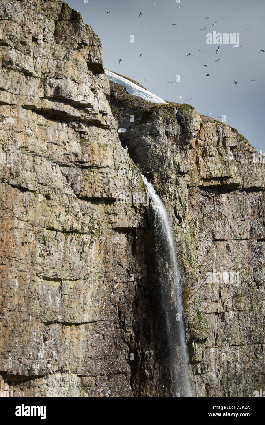 Svalbard, Bjørnøya, Bear Island, cascada corriendo por acantilados. Foto de stock